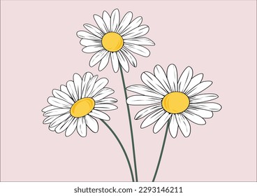 pink daisy flower hand drawn 