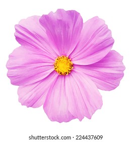 Pink daisy flower isolated on white background, vector illustration