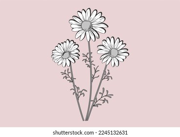 pink daisy flower vector hand drawn design