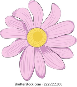 margarita rosa aislada en blanco