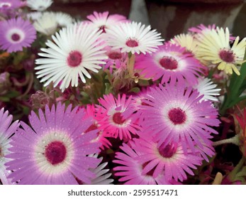 Pink daisy plant in full bloom, its radiant petals wide open, basking in the sunlight.