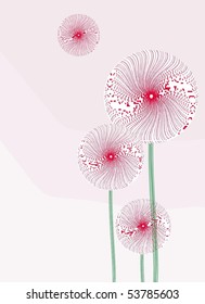 Pink Dandelion