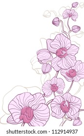 Pink decorative orchids on white background