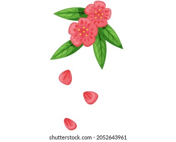 Pink delicate flowers with green leaves vector isolated on white background. Spring blossom element for card design. Peach blooming, rose flower, sakura flower or cherry blossom with falling petals