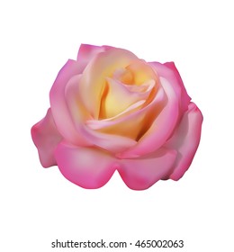 Pink delicate Rose isolated on a white background.Vector Illustration.