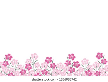 Pink, Dianthus, Flower Illustration, Background
