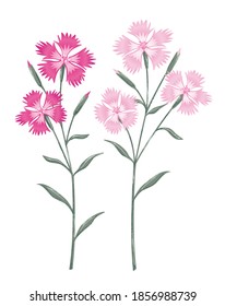 Pink, Dianthus, Flower Illustration,
Hand Drawn