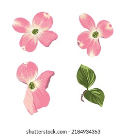 Pink Dogwood (Cornus florida). Hand drawn illustration of blooming dogwood flowers with leaves. svg