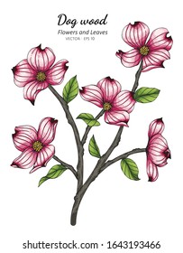 Pink dogwood flower and leaf drawing illustration with line art on white backgrounds.