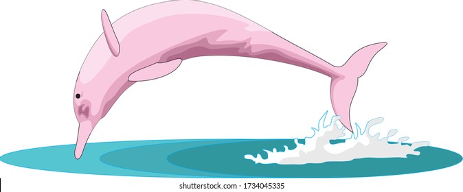 pink dolphin in the water