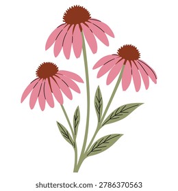 Pink echinacea flowers vector illustration. Beautiful purple coneflower herbal plant isolated on white background