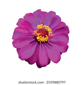 Pink elegant zinnia flower isolated on white background. illustration. Zinnia elegans (Z. violacea) known as youth andage. Double pink flowers of the Zinnia Oklahoma. Design element.
