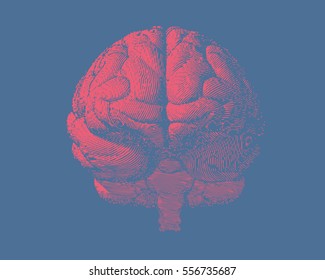 Pink engraving brain illustration in front view on light blue background