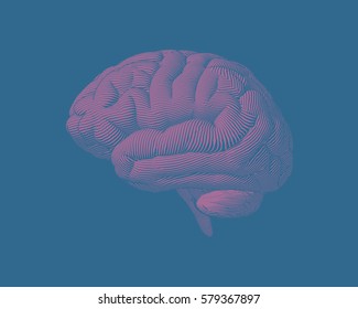 Pink engraving brain in lateral view illustration isolated on blue turquoise background