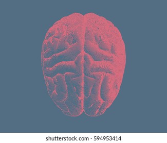 Pink engraving brain superior view illustration isolated on blue background