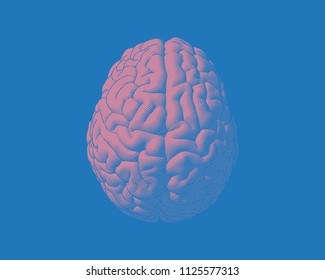 Pink engraving drawing brain in top view isolated on blue background in striped line style 