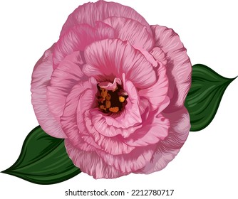 pink eustoma flower isolated on white background. vector realistic illustration