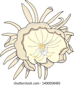 Pink exotic flower isolated in vector