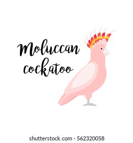 Pink exotic tropical bird isolated on white background. Moluccan cockatoo parrot bird vector element with hand drawn inscription