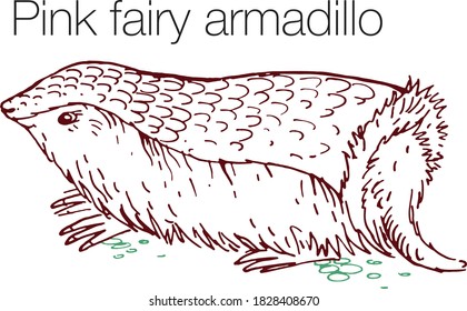 Pink Fairy Armadillo Hand Drawn Vector Illustration. Linear Engraved Art