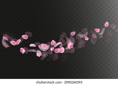 Pink falling sakura petals.Nature horizontal   black background.