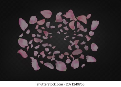Pink falling sakura petals.Nature horizontal   black background.