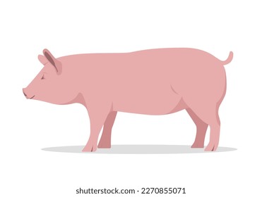 rosafarbenes feines Schwein einzeln auf weißem Hintergrund. Hausgeflügel Vektorflache oder Cartoon-Illustration.