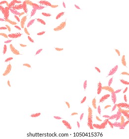 Pink feather corners isolated on white pattern vector frame.  Romantic elegant border background. Editable background with flying feather elements and place for text. Frame vector design card template