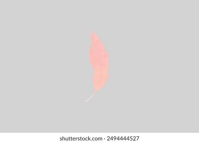 Vector editable de fondo de diseño de plumas rosas