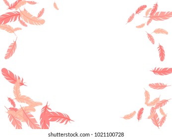 Pink feather isolated on white pattern vector frame.  Romantic elegant border background. Editable background with flying feather elements and place for text. Frame vector design, card template.