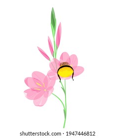 Pink field flower with a bee on a white background