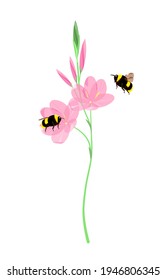 Pink field flower with bees on a white background