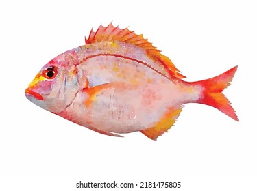 Pink fish watercolor vector illustration isolated on white background Marine clipart Oceanic wildlife Designed for greeting cards and logo