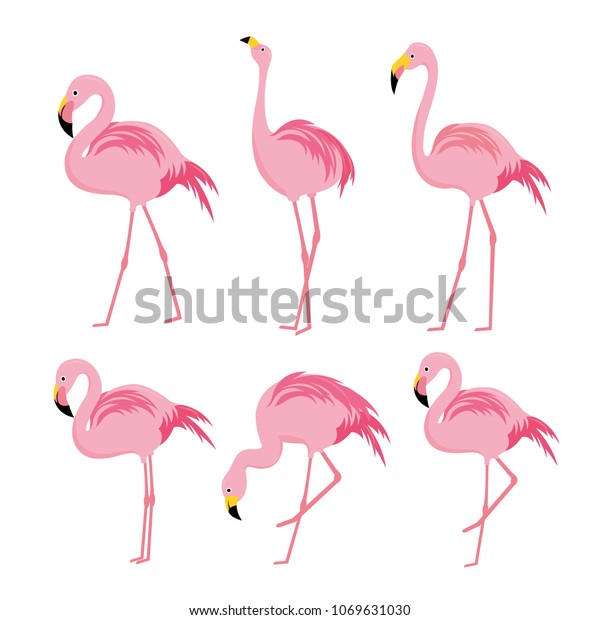pink flamingo animal