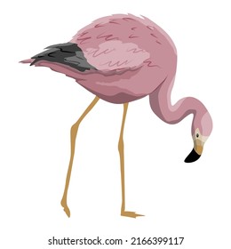 Pink flamingo Anser caerulescens tilted his head. Birds of Africa and South America. realistic vector animal