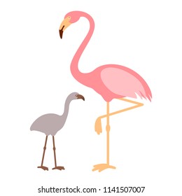 Pink Flamingo with baby flamingo, isolated vector illustration