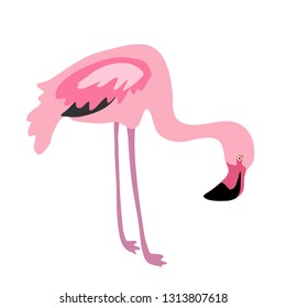 Pink flamingo bending neck vector isolated