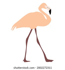 pink flamingo. bird. Animals from africa and asia. trend, summer, vacation