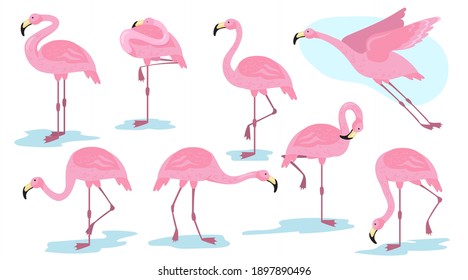 Pink flamingo bird in different poses flat set for web design. Cartoon flamingo standing, flying and resting isolated vector illustration collection. Vacation, wildlife and animals concept