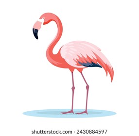 pink flamingo bird flat illustration