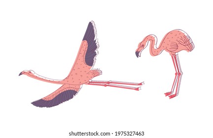 Pink Flamingo Bird with Long Curved Neck and Legs in Different Poses Vector Set
