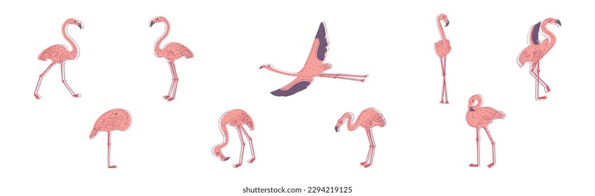 Pink Flamingo Bird with Long Curved Neck and Legs in Different Poses Vector Set