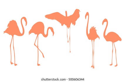 Pink flamingo bird postures silhouette. Isolated outline on white background. Set of vector design elements.
