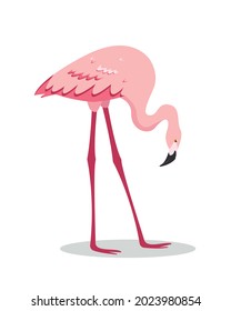 Pink flamingo bird standing bowed head or searching of food. Flamingo icon isolated on white background. Flat or cartoon vector illustration.