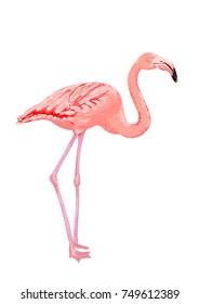 Pink flamingo bird. Vector