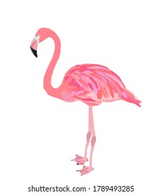 Pink flamingo bird vector illustration isolated on white background.
