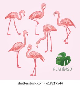 pink flamingo bird vector set. 