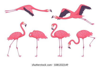 Pink Flamingo collection in different poses. Isolated elements on white background. Vector illustration.