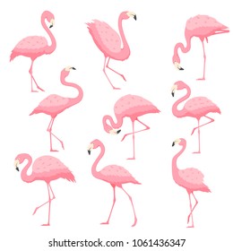 Pink flamingo in different poses vector cartoon illustration. Exotic wildlife tropical countries. Bird flamingo icon isolated on white background.