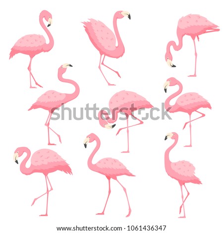 Pink flamingo in different poses vector cartoon illustration. Exotic wildlife tropical countries. Bird flamingo icon isolated on white background.